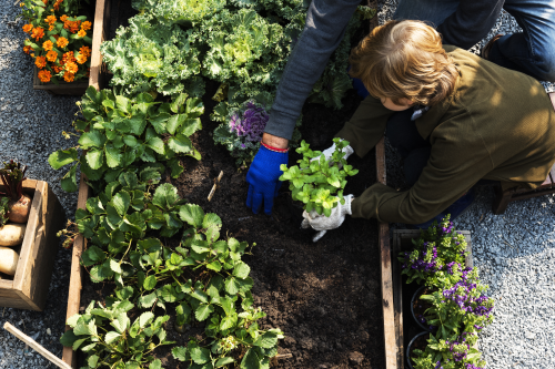 How To Prepare Your Vegetable Garden For Spring