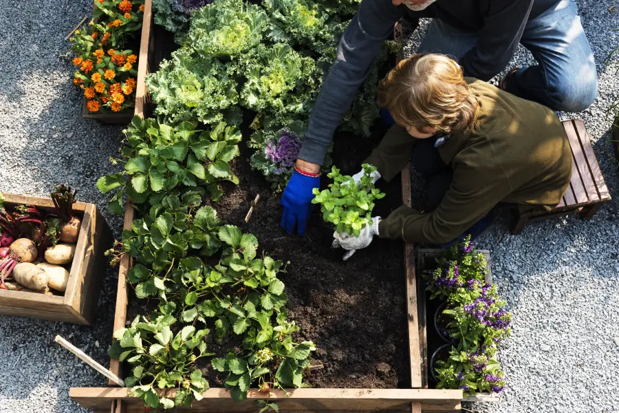 How To Prepare Your Vegetable Garden For Spring