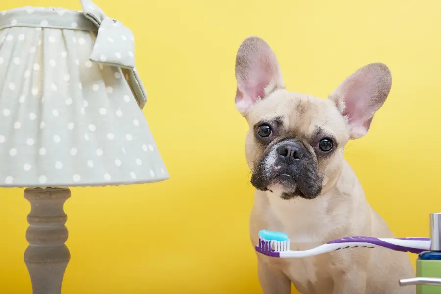 DIY Toothpaste for Dogs